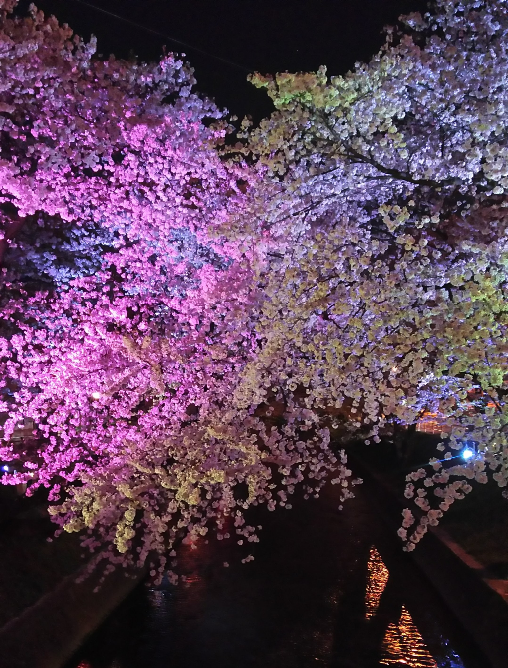五条川の桜 ライトアップ